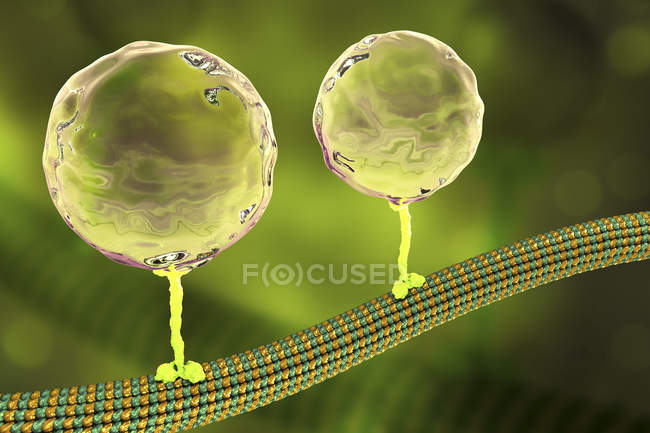 Ілюстрація сферичних бульбашок, що транспортуються по мікротрубочках білками кінезину . — стокове фото