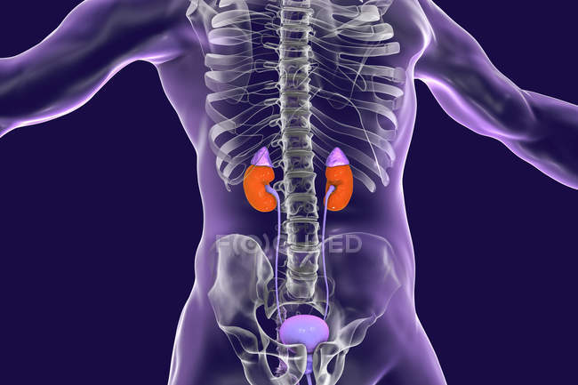 Ilustração digital de rins com bexiga no corpo humano — Fotografia de Stock