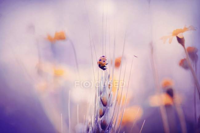 Seven-spot ladybird on wild oat stem. — Stock Photo