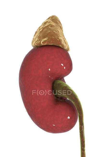 Digital illustration of human kidney with adrenal gland and ureter. — Stock Photo