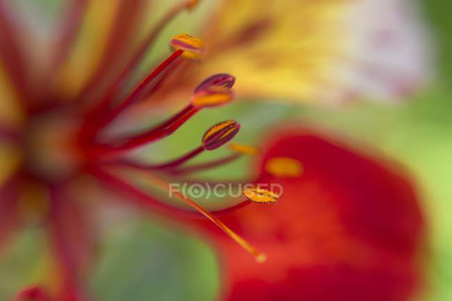 Close-up of flame tree flower. — Stock Photo