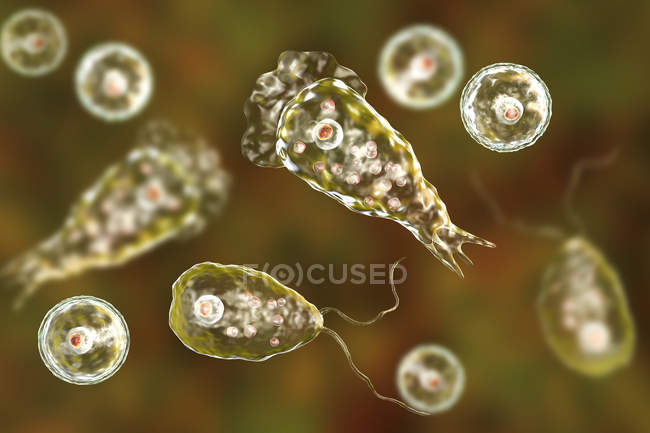 Naegleria formas de ameba que comen el cerebro, ilustración digital - foto de stock