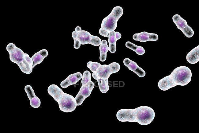 Illustrazione digitale dei batteri clostridium difficile
. — Foto stock