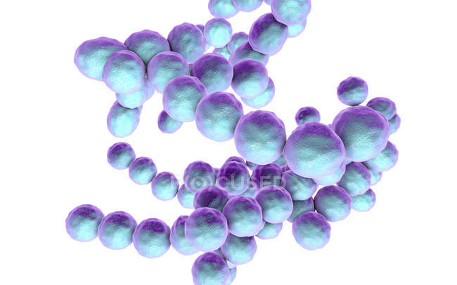 Bactéries Peptococcus à Gram positif, illustration numérique
. — Photo de stock