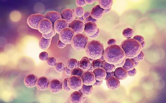 Gram-positivo Peptococcus bacteria, ilustración digital
. - foto de stock