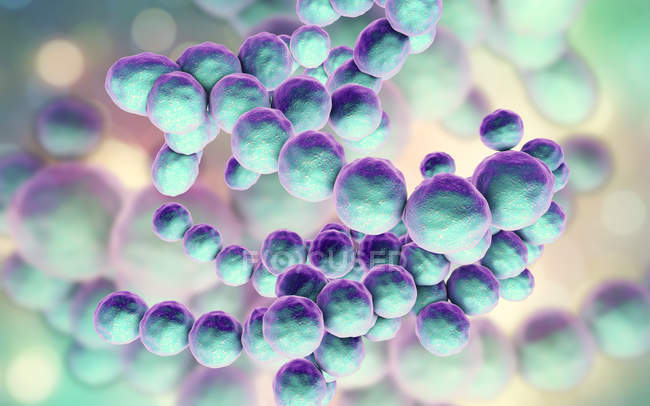 Gram-positive Peptococcus bacteria, digital illustration. — Stock Photo