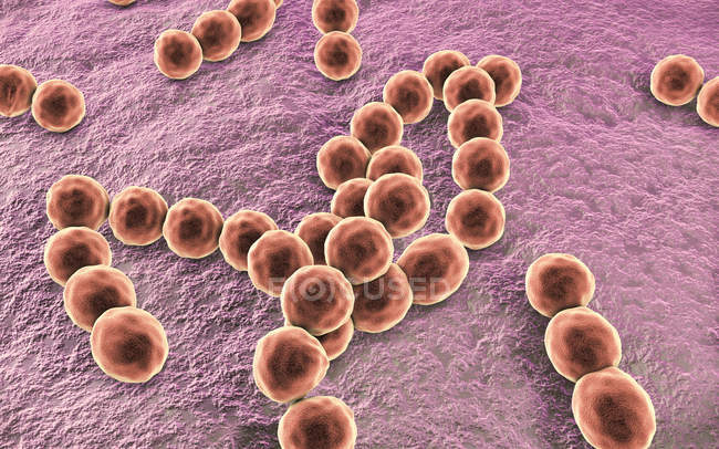 Грам-позитивні бактерії Peptostreptococcus, цифрових ілюстрації. — стокове фото