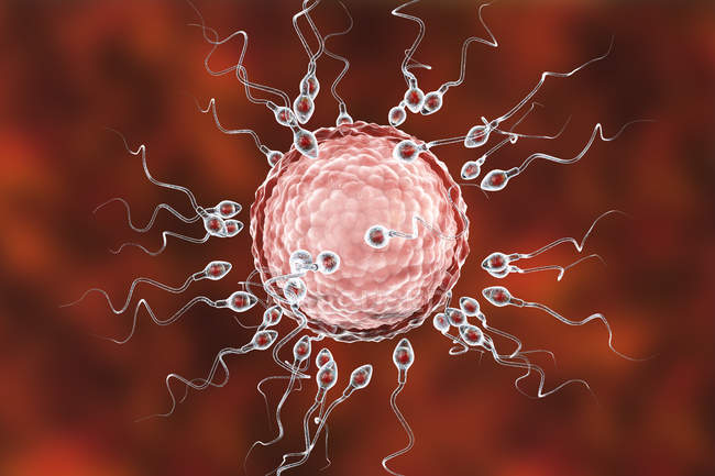 Human egg cell surrounded by numerous spermatozoa, digital illustration of fertilization. — Stock Photo