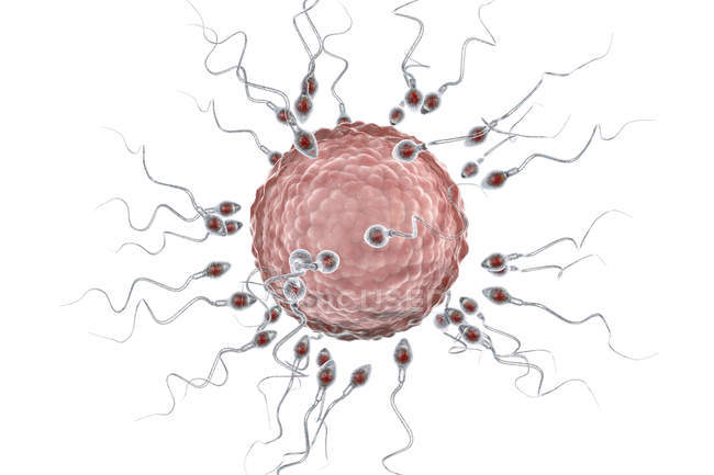 Huevo humano rodeado de numerosos espermatozoides, ilustración digital de la fertilización . - foto de stock