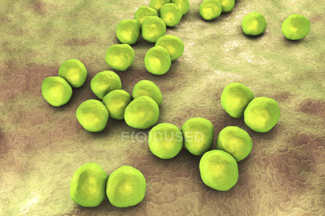 Грам-негативні бактерії Вейльйонелли, цифрова ілюстрація . — стокове фото