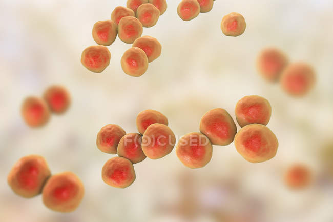Bacterias gramnegativas de Veillonella, ilustración digital
. - foto de stock