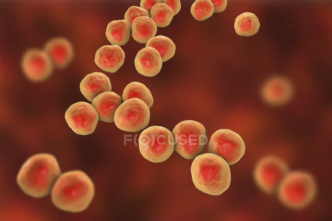 Gram-negative veillonella-Bakterien, digitale Abbildung. — Stockfoto