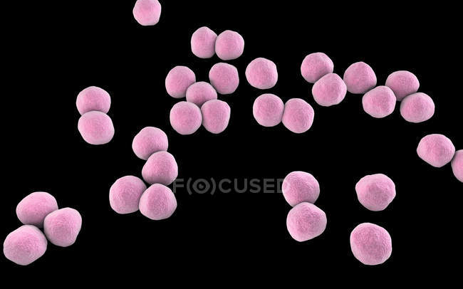 Gram-negative Veillonella bacteria, digital illustration. — Stock Photo