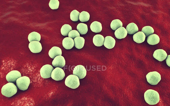 Bactéries Veillonella Gram négatives, illustration numérique . — Photo de stock