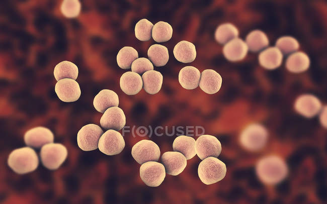 Bacterias gramnegativas de Veillonella, ilustración digital . - foto de stock