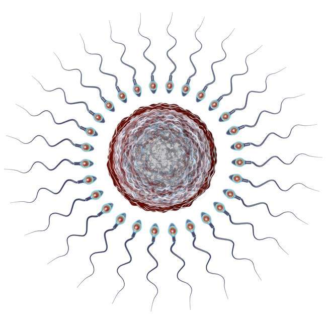 Huevo humano rodeado de numerosos espermatozoides, ilustración digital de la fertilización . - foto de stock
