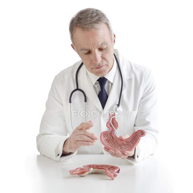 Врач с медицинской моделью желудка человека с желудочной полосой . — стоковое фото