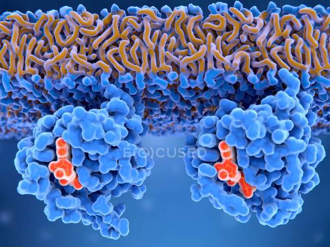 Activation des protéines Ras, illustration numérique
. — Photo de stock