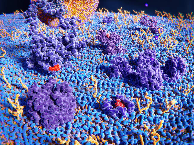 Illustrazione delle proteine transmembrana e dei glicolipidi sulla superficie esterna della membrana cellulare . — Foto stock