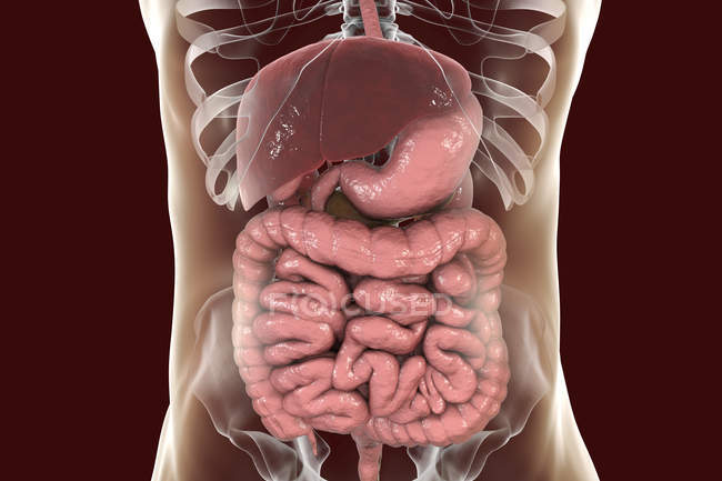 Цифровая иллюстрация пищеварительной системы в организме человека . — стоковое фото