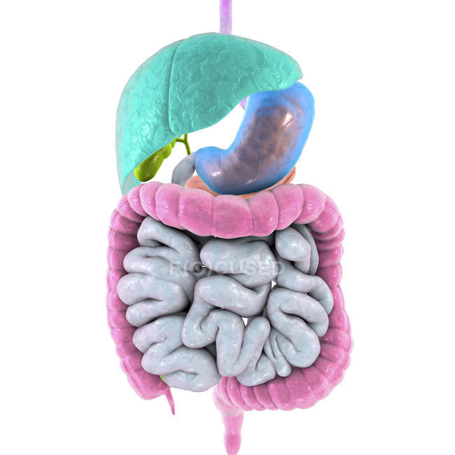 Ilustração digital do sistema digestivo humano . — Fotografia de Stock