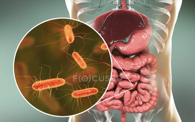 Ilustração digital do sistema digestivo humano e close-up das bactérias Escherichia coli . — Fotografia de Stock