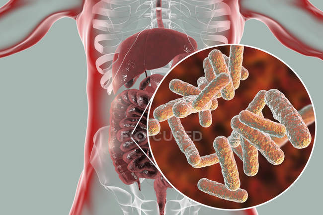 Ilustración digital del sistema digestivo humano y primer plano de las bacterias intestinales
. - foto de stock