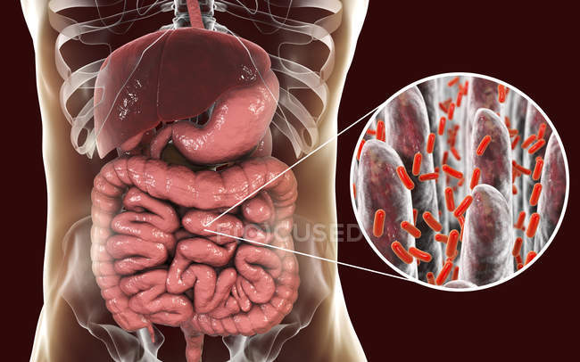 Цифрові зображення системи травлення людини та Закри кишкових бактерій. — стокове фото