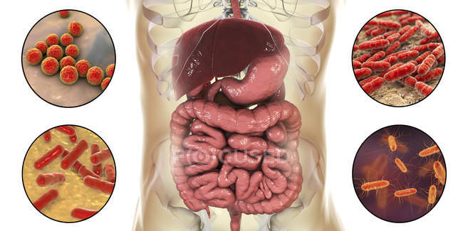 Várias bactérias normais no intestino humano, ilustração digital . — Fotografia de Stock