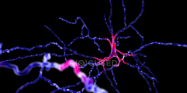 Cellules cérébrales neuronales dopaminergiques, illustration numérique
. — Photo de stock
