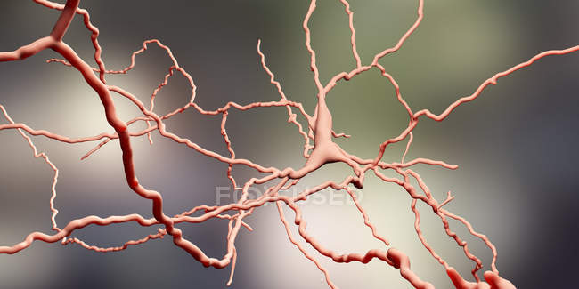 Células cerebrales de neuronas dopaminérgicas, ilustración digital
. - foto de stock