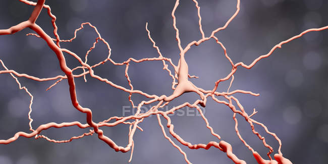 Células cerebrales de neuronas dopaminérgicas, ilustración digital
. - foto de stock