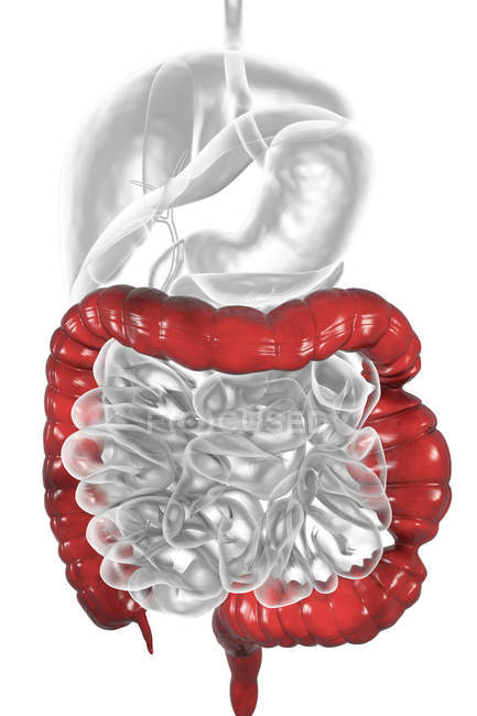 Ilustración digital del sistema digestivo que sufre de síndrome del intestino irritable . - foto de stock