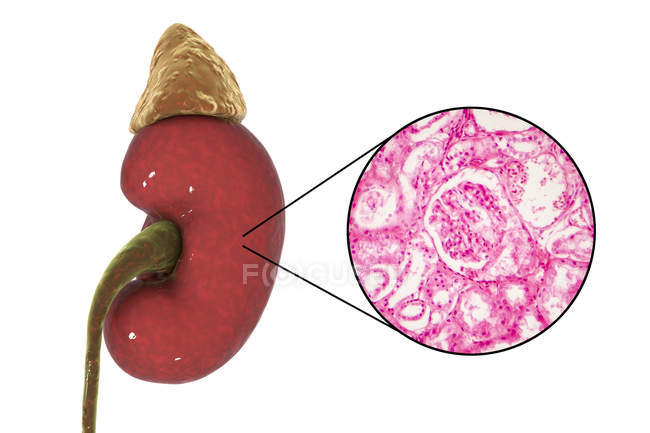 Ilustración del riñón humano y micrografía ligera de sección con glomérulo
. - foto de stock