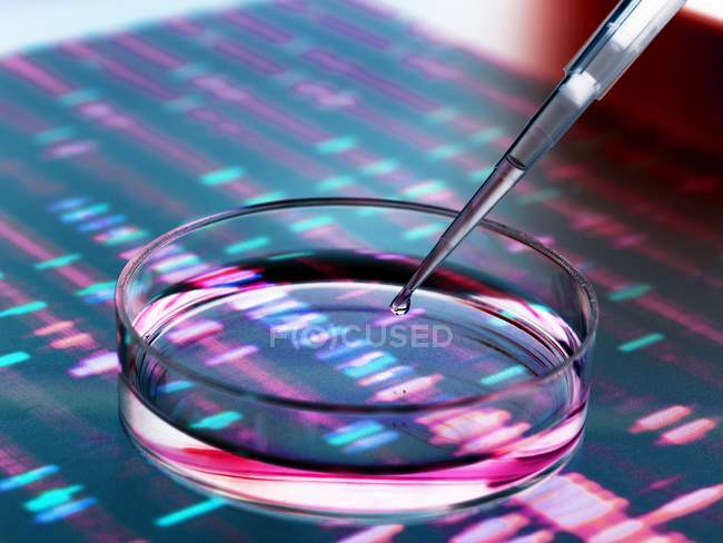 Pipetta che aggiunge un campione alla capsula di Petri con autoradiogramma del DNA sullo sfondo
. — Foto stock