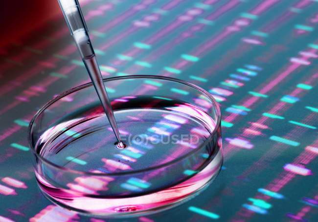 Pipette adding sample to petri dish with DNA autoradiogram in background. — Stock Photo
