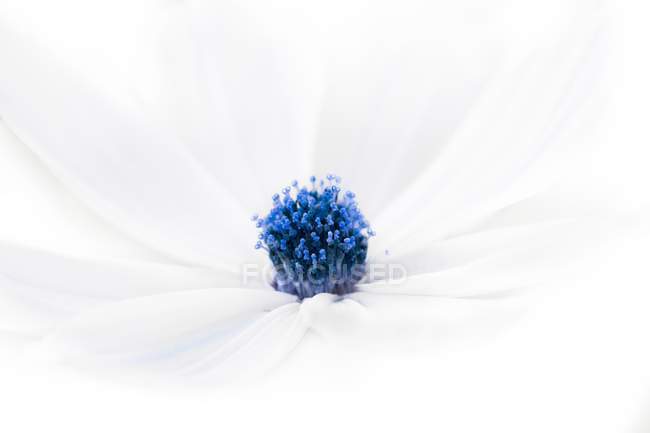 Primer plano de flor blanca con centro azul . - foto de stock