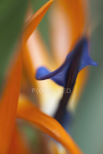 Extreme close-up of Strelitzia reginae plant flower. — Stock Photo
