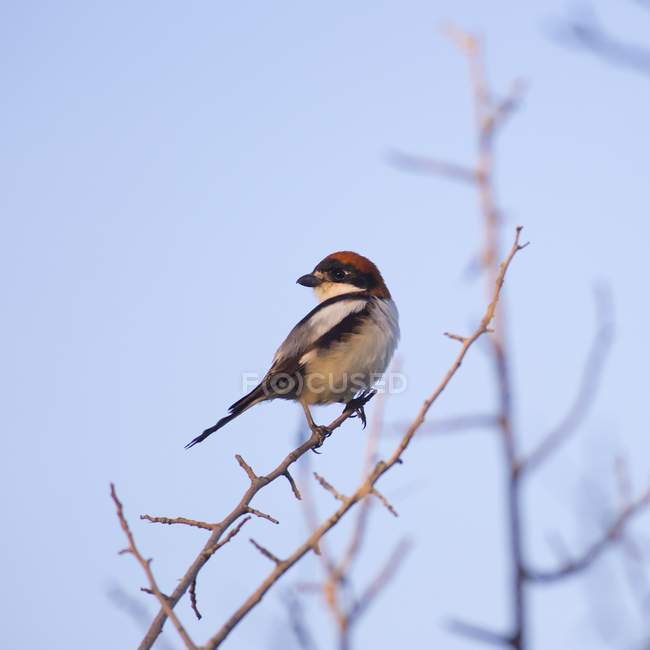 Maschio woodchat shrike uccello appollaiato su ramoscello
. — Foto stock