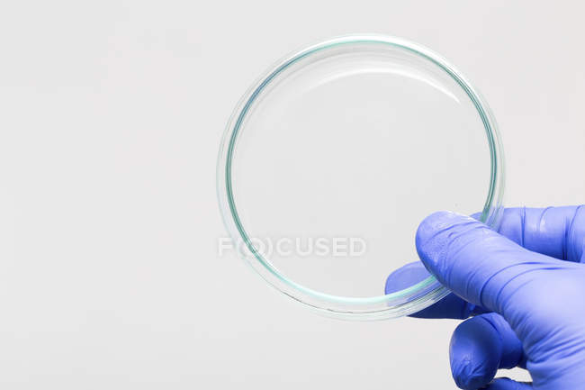 Gloved hand of scientist holding empty Petri dish. — Stock Photo