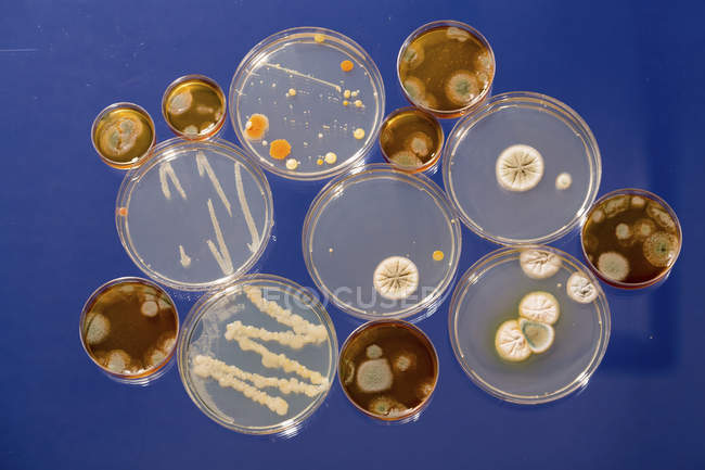 Padrão de culturas que crescem em placas de Petri em fundo liso
. — Fotografia de Stock