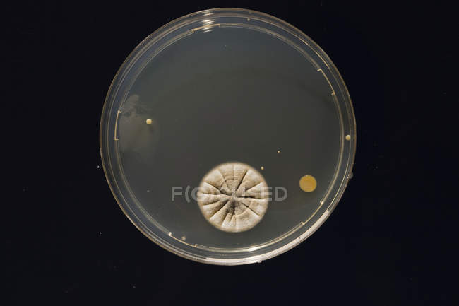 Cultura microbiológica crescendo em placa de Petri . — Fotografia de Stock