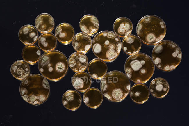 Padrão de culturas que crescem em placas de Petri em fundo liso . — Fotografia de Stock