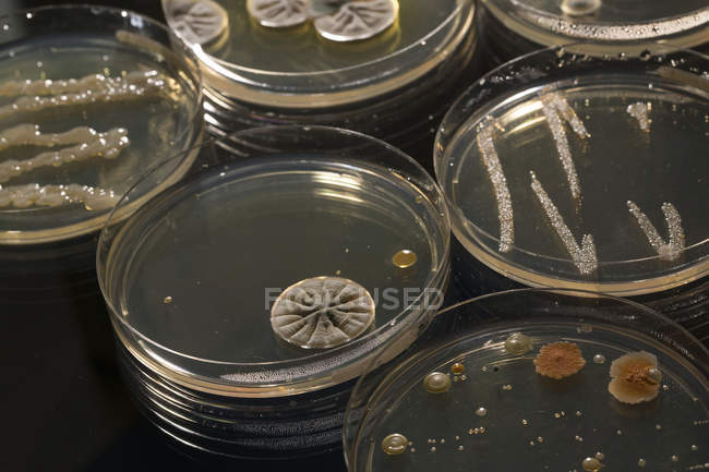 Cultures microbiologiques poussant dans des boîtes de Pétri
. — Photo de stock