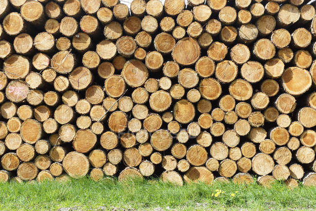 Cortar troncos de árbol apilados en hierba verde, marco completo . - foto de stock