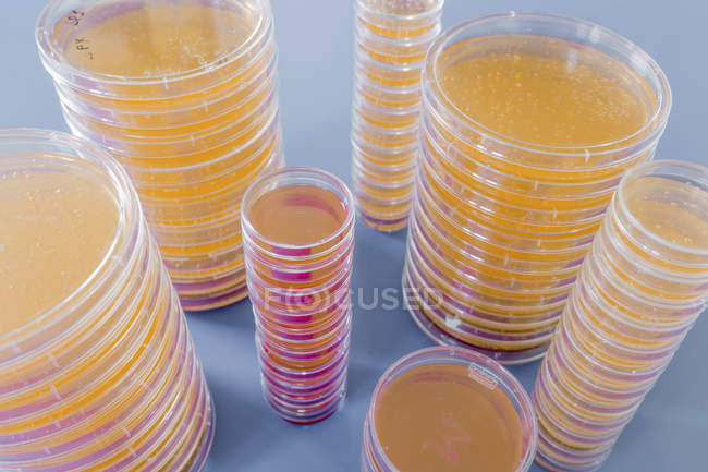 Stapel von Petrischalen mit kultiviertem Agar auf schlichtem Hintergrund. — Stockfoto