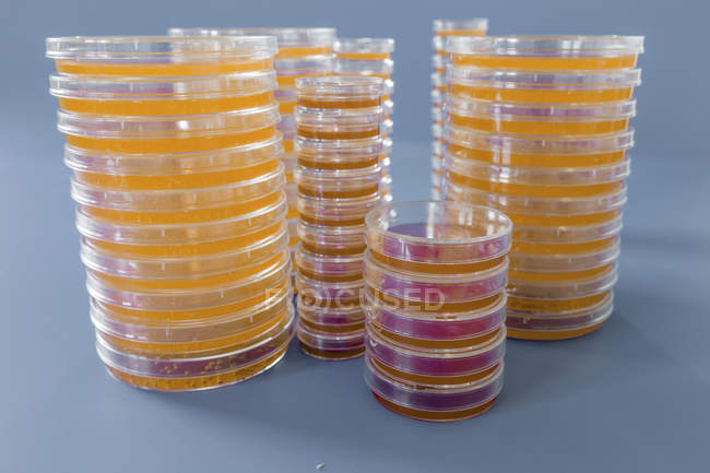Stapel von Petrischalen mit kultiviertem Agar auf schlichtem Hintergrund. — Stockfoto