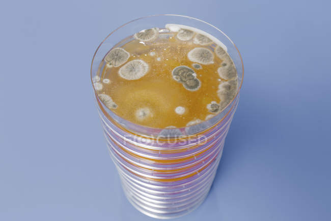 Pilha de placas de Petri com ágar cultivado no fundo liso . — Fotografia de Stock