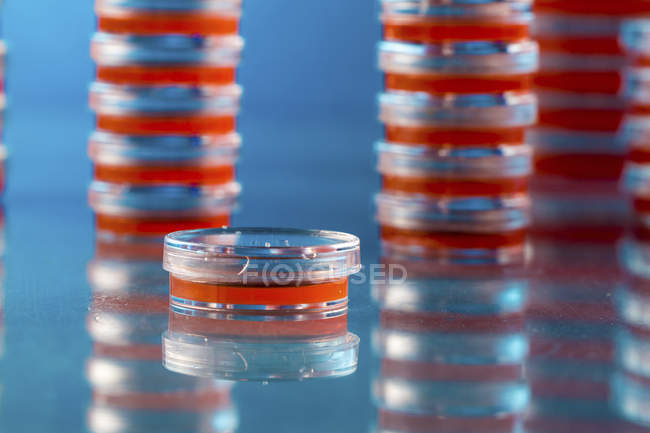 Piastre di agar impilate con colture microbiologiche su fondo chiaro . — Foto stock