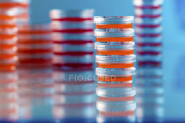 Placas de agar apiladas con cultivos microbiológicos sobre fondo liso . - foto de stock